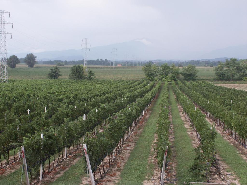 Agriturismo Colombarola Сона Екстер'єр фото