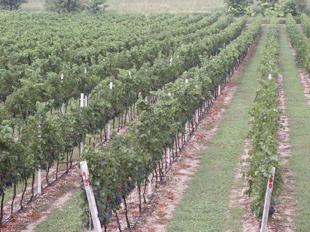 Agriturismo Colombarola Сона Екстер'єр фото